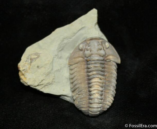 Flexicalymene retrorsa #1006